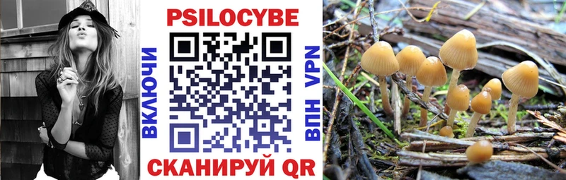 купить наркотик  Анжеро-Судженск  Псилоцибиновые грибы Psilocybine cubensis 